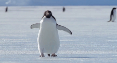 8327.gif