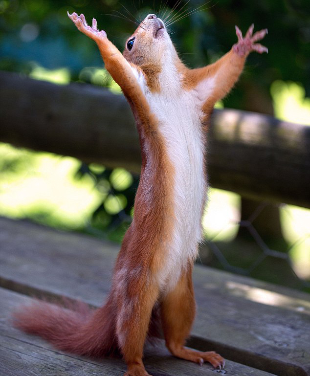 Squirrel